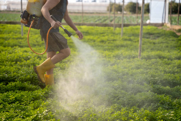 Best Local Pest Control Services  in Morton, TX