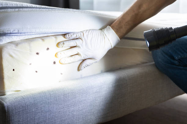 Best Bed Bug Extermination  in Morton, TX