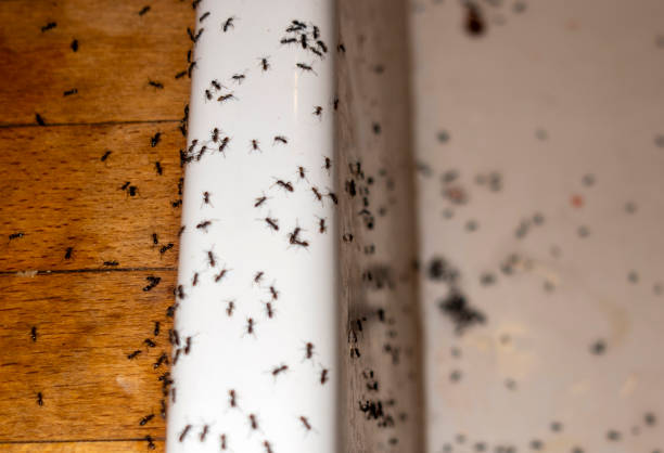 Best Emergency Pest Control  in Morton, TX