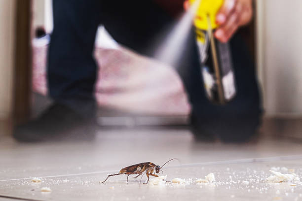Best Affordable Pest Control Services  in Morton, TX