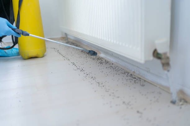 Best Wasp Removal Services  in Morton, TX