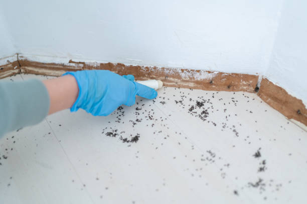 Pest Prevention Services in Morton, TX